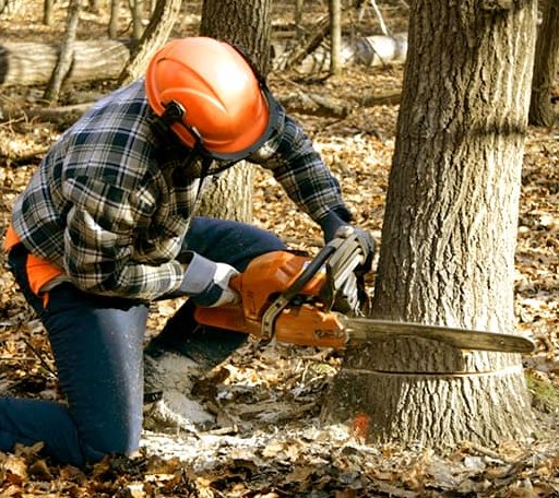 Tree Removal in Oak Forest, IL